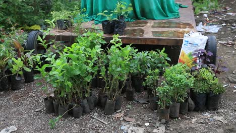 Baumschulpflanze,-Menschen-Kaufen-Pflanzen-Für-Haus-Oder-Garten,-Lokaler-Markt-In-Indien