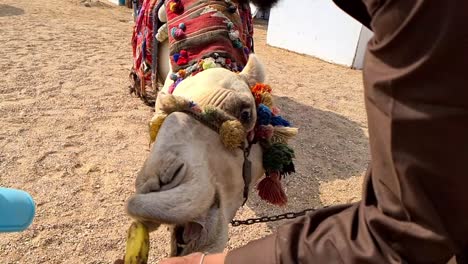 small-kid-is-feeding-camel-in-slow-motion-with-banana