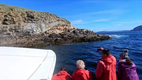 Bruny-Island,-Tasmania,-Australia---15-March-2019:-Passengers-on-a-boat-photographing-seals-on-a-rocky-outcrop-of-Bruny-Island-Tasmania