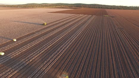 drone-over-a-vast-cotton-field-revealing-two-harvester-working-the-rows-of-cotton-plants