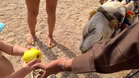 Un-Niño-Pequeño-Está-Alimentando-A-Un-Camello-En-Cámara-Lenta-Con-Una-Manzana.