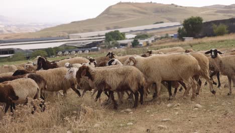 Israelische-Schaf--Und-Ziegenherde-Weiden