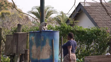 African-woman-passes-garbage-barrels-with-a-Vervet-on-top