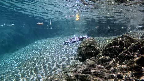 Underwater-ideo-of-Biwa-Trout-near-Lake-Biwa,-Japan-Swimming-towards-camera