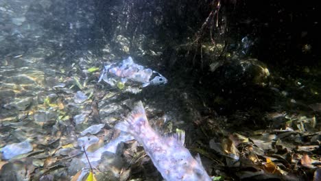 Dying-trout-underwater-video.-Natural-habitat