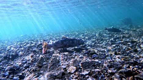 Ein-Nahaufnahmevideo-Von-Aufnahmen-Von-Biwa-Forellen,-Die-In-Der-Nähe-Des-Biwa-Sees-In-Japan-Aufgenommen-Wurden