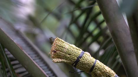 Brown-throated-sunbird-or-Burung-madu-kelapa-perching-and-eating-on-coconut-tree