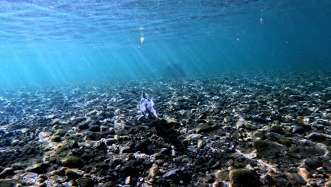 Underwater-Video-of--trout-underwater-video.-Natural-habitat