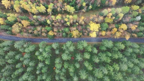 Luftabstieg-über-Dunkle-Straße-Zwischen-Farbenfrohem-Herbst-Und-Immergrünen-Wäldern