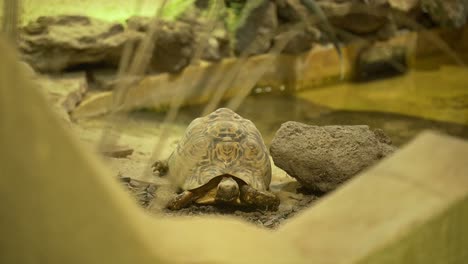 Cute-Hermann’s-Tortoise-resting-in-indoor-reptile-facility