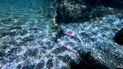 Underwater-footage-of-swimming-Trout