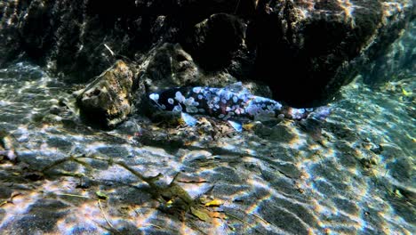 Nahaufnahmen-Von-Biwa-Forellen-In-Ihrem-Natürlichen-Lebensraum-In-Der-Nähe-Des-Biwa-Sees,-Japan,-Dem-Tod-Nahe,-Beleuchtet-Durch-Natürliches-Licht