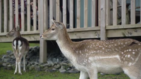 Beautiful-Deer-outside-touristic-canadian-house-in-Belgian-zoo