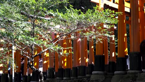 Hintergrundfokusaufnahme-Einer-Reihe-Roter-Torii-Tore-Bei-Fushimi-Inari-Taisha-Mit-Touristen,-Die-Mit-Ästen-Davor-Vorbeigehen