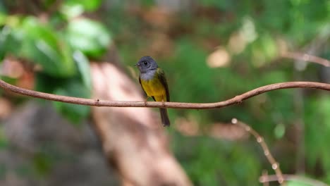 Looking-down-from-it-s-perch-choosing-the-right-spot-to-land-on-then-it-jumps-off,-Gray-headed-Canary-Flycatcher-Culicicapa-ceylonensis,-Thailand