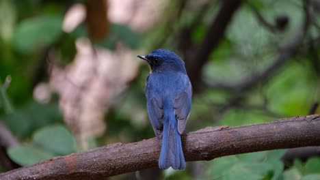 Seen-from-its-back-looking-to-the-left-while-the-camera-zooms-out,-Indochinese-Blue-Flycatcher-Cyornis-sumatrensis-Male,-Thailand