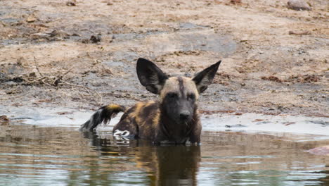 Der-Vom-Aussterben-Bedrohte-Afrikanische-Wildhund-Kühlt-Sich-In-Einem-Flachen-Wasserloch-In-Afrika-Ab