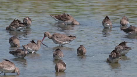 Super-busy-feeding-in-the-water-as-the-camera-zooms-in,-Black-tailed-Godwit-Limosa-limosa,-Thailand