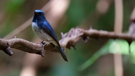 Camera-zooms-in-as-this-bird-perches-on-a-vine-as-seen-from-its-side-view,-Hainan-Blue-Flycatcher-Cyornis-hainanus,-Thailand