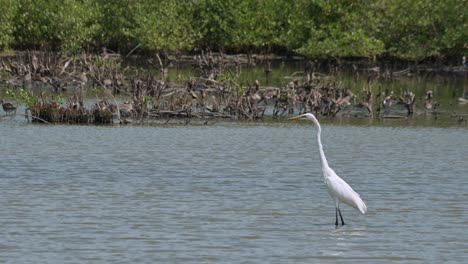 Facing-to-the-left-while-wading-in-the-water-as-other-birds-feed-at-the-background,-Great-Egret-Ardea-alba,-Thailand