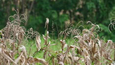 On-top-of-a-dried-corn-after-the-harvest-looking-around-for-its-prey-on-a-higher-vantage-point,-Brown-Shrike-Lanius-cristatus,-Thailand