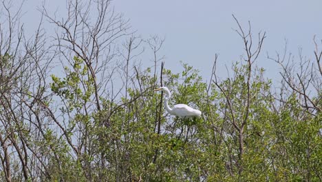 Facing-to-the-left-while-on-top-of-branches-then-jumps-off-to-fly-away,-Great-Egret-Ardea-alba,-Thailand