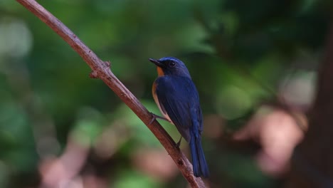 Seen-from-its-side-while-the-camera-tilts-a-little,-Indochinese-Blue-Flycatcher-Cyornis-sumatrensis,-Thailand