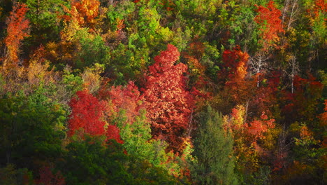 Luftaufnahme-Von-Waldbäumen-In-Herbstfarben