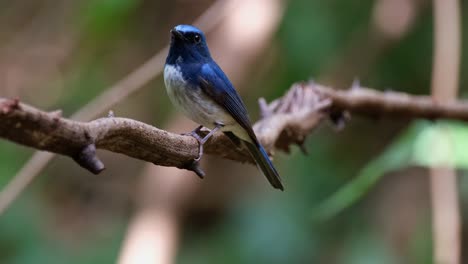 Seen-from-its-left-side-then-tilts-its-head-while-the-camera-zooms-out,-Hainan-Blue-Flycatcher-Cyornis-hainanus,-Thailand
