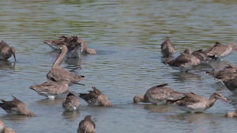 Camera-pans-to-the-left-as-it-zooms-out-revealing-a-bird-in-the-middle-preening-while-others-feed,-Black-tailed-Godwit-Limosa-limosa,-Thailand