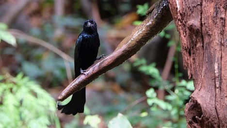 Camera-zooms-out-while-this-bird-is-drinks-from-the-branch-with-fresh-dripping-water,-Hair-crested-Drongo-Dicrurus-hottentottus,-Thailand