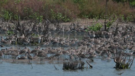 So-many-Black-tailed-Godwits-at-one-place-resting-during-the-day-before-feeding-again,-Limosa-limosa,-Thailand