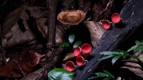 Camera-zooms-in-showing-these-lovely-Red-Cup-Fungi-or-Champagne-Mushroom-Cookeina-sulcipes,-Thailand