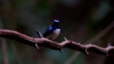 Seen-deep-in-the-dark-of-the-forest-perched-on-a-thorny-vine-then-flies-away-to-the-right,-Hainan-Blue-Flycatcher-Cyornis-hainanus,-Thailand