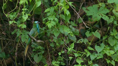 Looking-towards-the-camera-as-it-zooms-out,-Blue-bearded-Bee-eater-Nyctyornis-athertoni,-Thailand