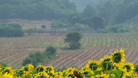 Wunderschöne-Landschaft-Mit-Einem-Sonnenblumenfeld-Im-Vordergrund-Und-Ackerland,-Gewöhnliche-Sonnenblume-Helianthus-Annuus-Und-Ackerland,-Thailand