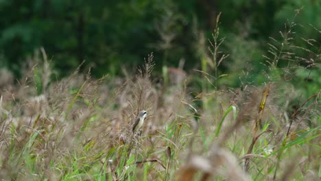 Facing-to-the-right-while-seen-deep-in-the-grassland-looking-for-its-prey-to-feed-on,-Brown-Shrike-Lanius-cristatus,-Thailand
