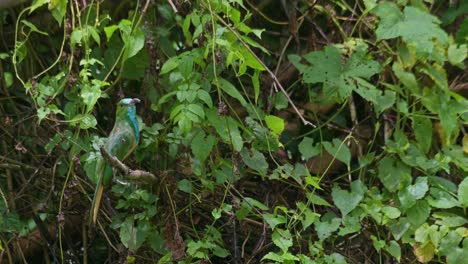 Time-lapse-of-this-bird-facing-to-the-right-while-perched-on-a-protruding-branch,-Blue-bearded-Bee-eater-Nyctyornis-athertoni,-Thailand