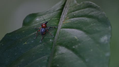 Camera-slides-to-the-lef-while-its-zooms-out-revealing-the-whole-leaf-scenario,-Metapocyrtus-ruficollis,-Philippines