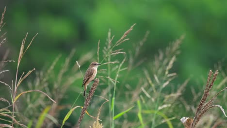 Seen-on-top-of-the-grass-as-it-wags-its-tail-while-plants-and-grass-around-move-with-some-morning-wind,-Amur-Stonechat-or-Stejneger's-Stonechat-Saxicola-stejnegeri,-Thailand