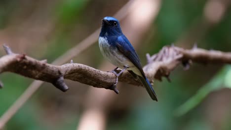 Looking-over-it-shoulder-to-the-right-while-facing-to-the-left-as-the-camera-slides-and-zooms-out,-Hainan-Blue-Flycatcher-Cyornis-hainanus,-Thailand