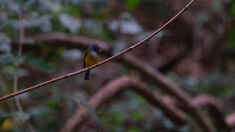 Camera-slides-to-the-left-while-zooming-out-while-this-bird-is-frantically-looking-around-perching-on-a-vine,-Gray-headed-Canary-Flycatcher-Culicicapa-ceylonensis,-Thailand
