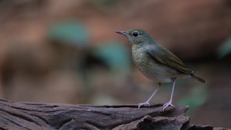 Facing-to-the-left-while-the-camera-zooms-out,-Siberian-Blue-Robin-Larvivora-cyane-Female,-Thailand