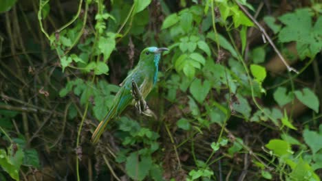 Perched-on-a-small-branch-facing-to-the-right-then-poops-and-looks-towards-the-camera-as-if-nothing-happened,-Blue-bearded-Bee-eater-Nyctyornis-athertoni,-Thailand