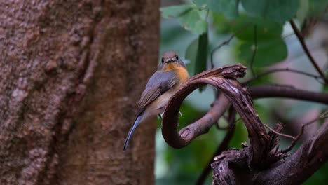 Looking-straight-towards-the-camera-while-perched-on-a-curling-vine-then-flies-away-to-the-left,-Indochinese-Blue-Flycatcher-Cyornis-sumatrensis-Female,-Thailand
