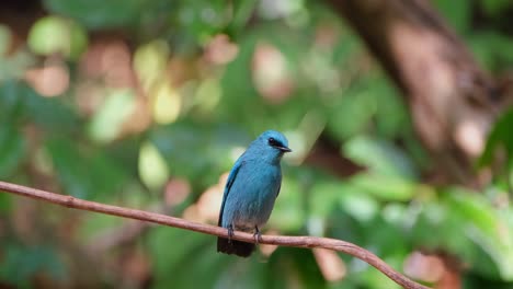 Seen-perched-on-a-vine-looking-around-and-flies-up-to-the-right,-Verditer-Flycatcher-Eumyias-thalassinus,-Thailand