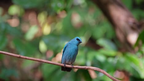Perched-on-a-small-vine-looking-to-the-right-as-the-camera-zooms-out,-Verditer-Flycatcher-Eumyias-thalassinus,-Thailand