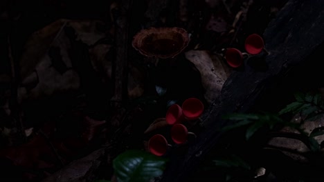 Light-playing-with-these-Red-Cup-Fungi-or-Champagne-Mushrooms-deep-into-the-forest,-Cookeina-sulcipes,-Thailand