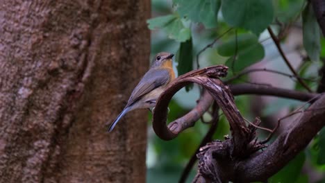 Die-Kamera-Zoomt-Heraus,-Während-Dieser-Vogel-Beim-Zwitschern-Nach-Rechts-Schaut,-Indochinesischer-Blauer-Fliegenschnäpper,-Weibchen-Cyornis-Sumatrensis,-Thailand