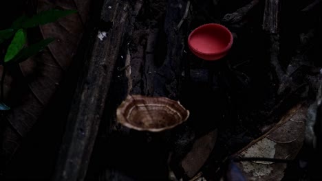 Transition-from-dark-to-light-as-the-camera-zooms-in-revealing-this-forest-ground-scenario,-Red-Cup-Fungi-or-Champagne-Mushroom-Cookeina-sulcipes,-Thailand
